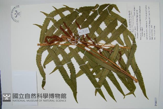 粗齒革葉紫萁藏品圖，第1張