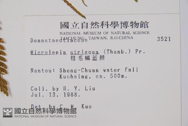 粗毛鱗蓋蕨藏品圖，第2張