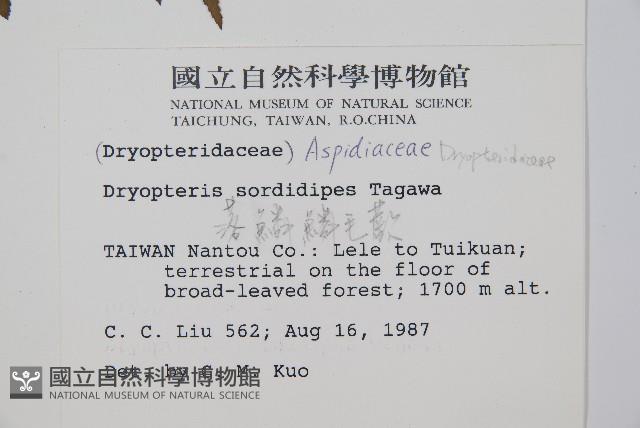 落鱗鱗毛蕨藏品圖，第2張