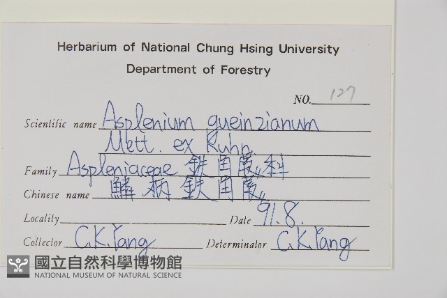 鱗柄鐵角蕨藏品圖，第2張
