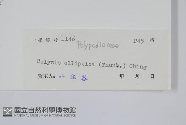 橢圓線蕨藏品圖，第2張