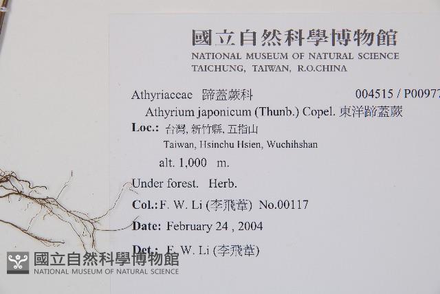 東洋蹄蓋蕨藏品圖，第2張