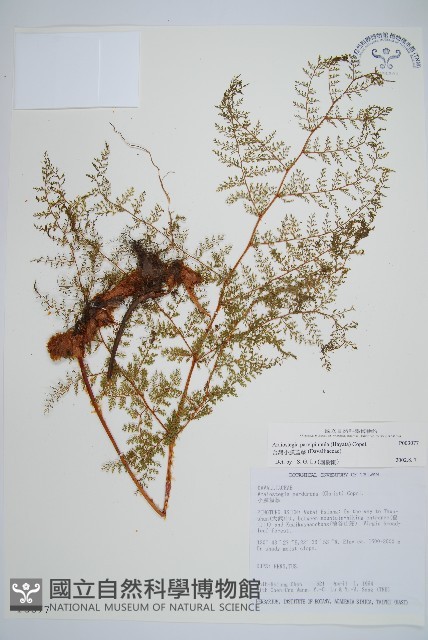 台灣小膜蓋蕨藏品圖，第1張