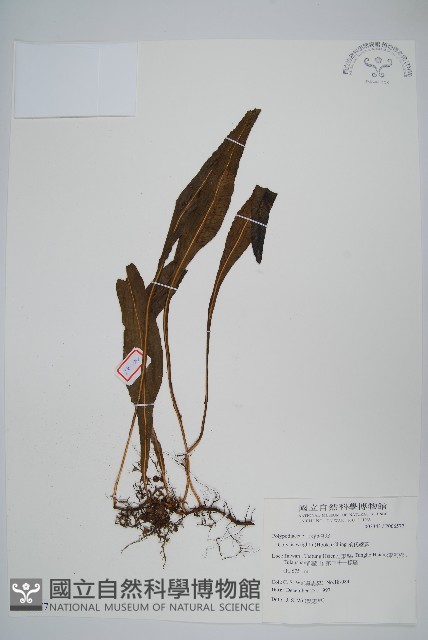 萊氏線蕨藏品圖，第1張