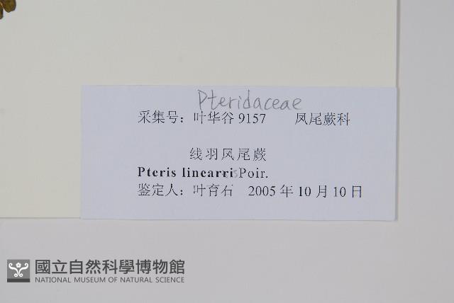 三角脈鳳尾蕨藏品圖，第2張