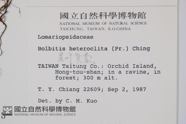 尾葉實蕨藏品圖，第2張