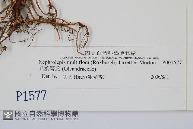 毛葉腎蕨藏品圖，第2張