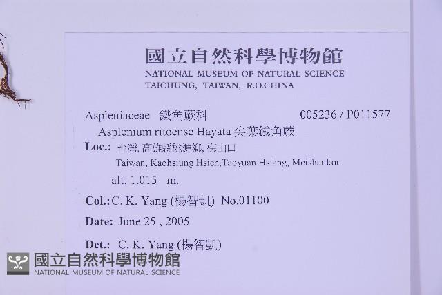 尖葉鐵角蕨藏品圖，第2張