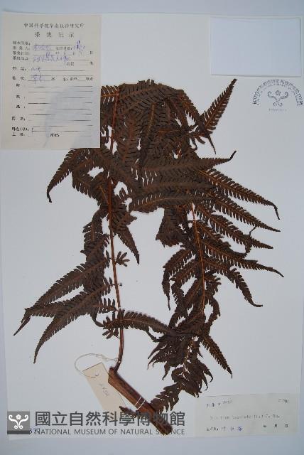 金狗毛蕨藏品圖，第1張