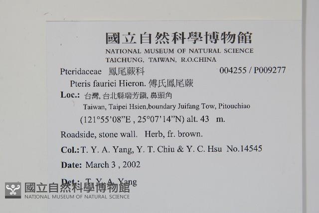 傅氏鳳尾蕨藏品圖，第2張