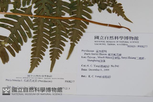 弧脈鳳尾蕨藏品圖，第2張