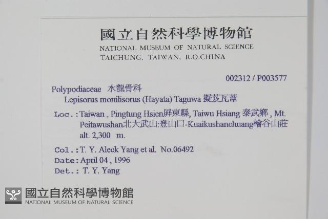 擬芨瓦葦藏品圖，第2張