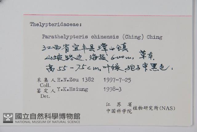 中華金星蕨藏品圖，第2張