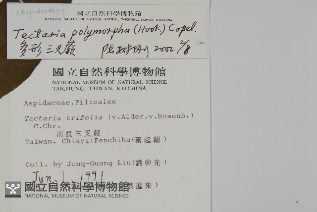 南投三叉蕨藏品圖，第2張