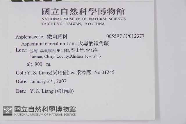 大黑柄鐵角蕨藏品圖，第5張