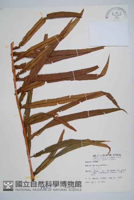 烏毛蕨藏品圖，第1張