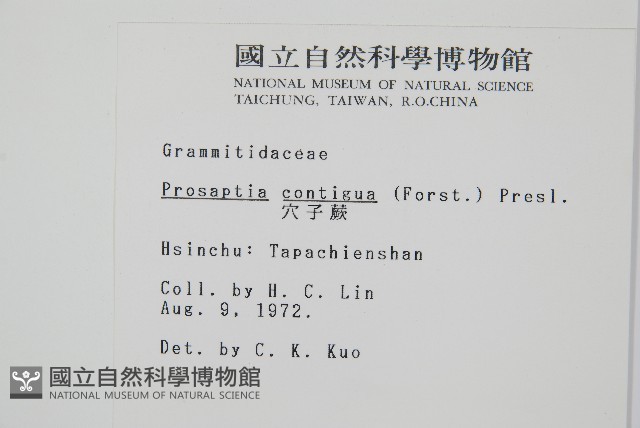 穴子蕨藏品圖，第2張