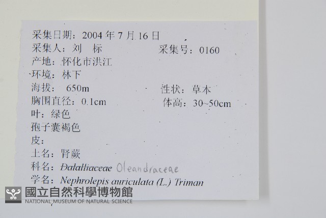 腎蕨藏品圖，第2張