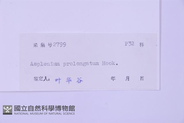 長生鐵角蕨藏品圖，第2張