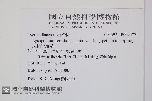 長柄千層塔藏品圖，第2張