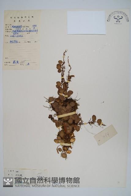 抱樹蕨、伏石蕨藏品圖，第1張