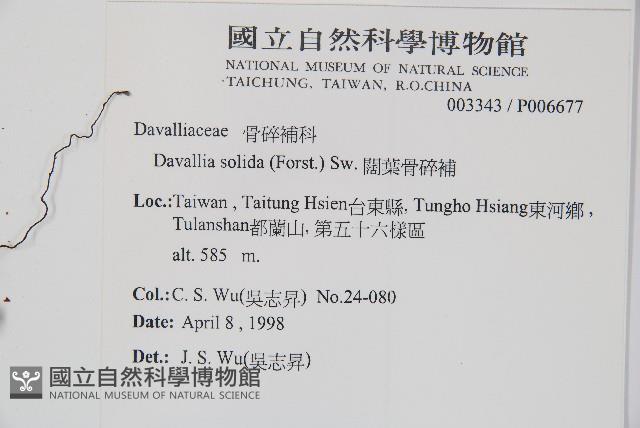 闊葉骨碎補藏品圖，第2張