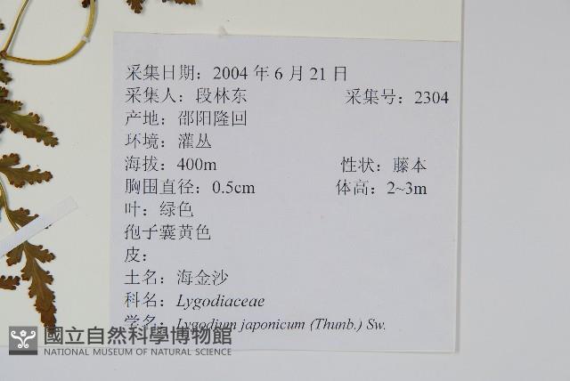 海金沙藏品圖，第2張