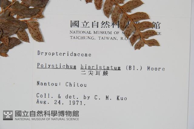 二尖耳蕨藏品圖，第2張