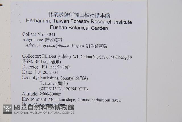 對生蹄蓋蕨藏品圖，第2張