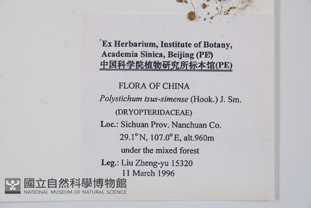 馬祖耳蕨藏品圖，第2張