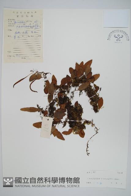 抱樹蕨、伏石蕨藏品圖，第1張