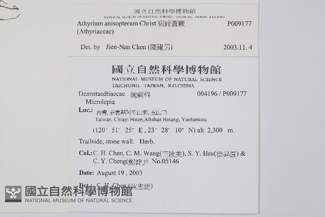 宿蹄蓋蕨藏品圖，第2張