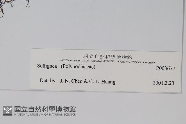 登錄號:P003677藏品圖，第2張