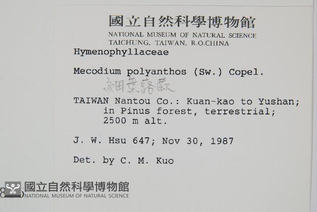 細葉蕗蕨藏品圖，第2張