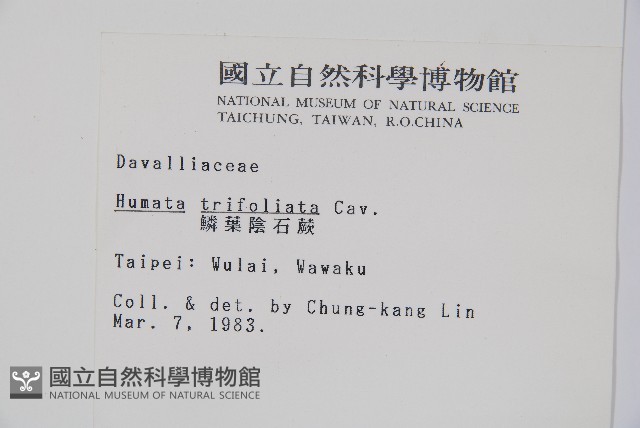 鱗葉陰石蕨藏品圖，第2張