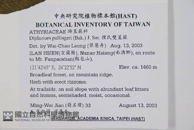 樸氏雙蓋蕨、毛柄蹄蓋蕨藏品圖，第2張