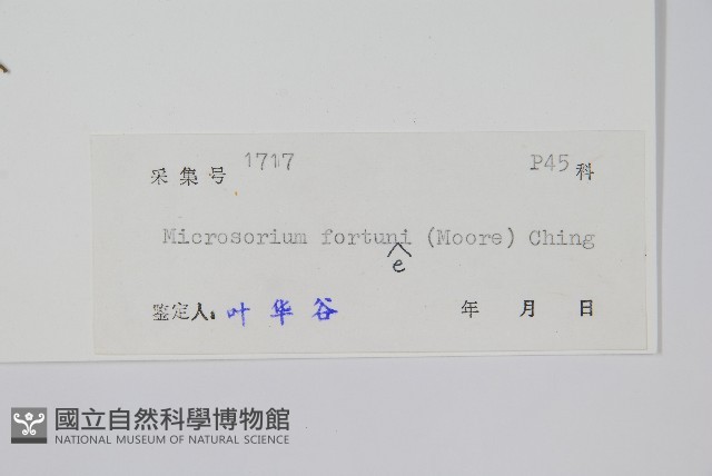 大星蕨藏品圖，第2張