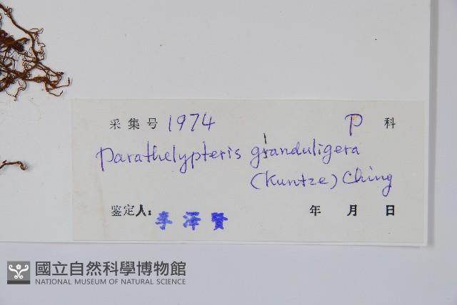 密腺副金星蕨藏品圖，第2張