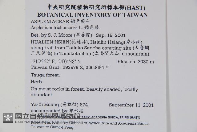 鐵角蕨藏品圖，第2張