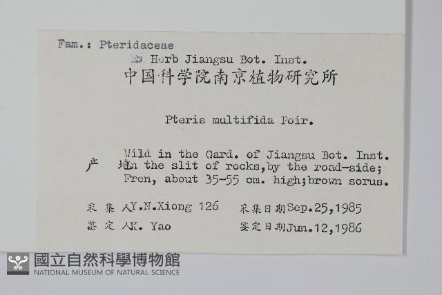 鳳尾蕨藏品圖，第2張