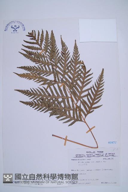 臺灣狗脊蕨藏品圖，第1張