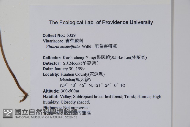 垂葉書帶蕨藏品圖，第2張