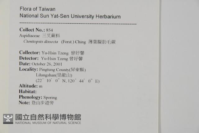 薄葉擬肋毛蕨藏品圖，第2張