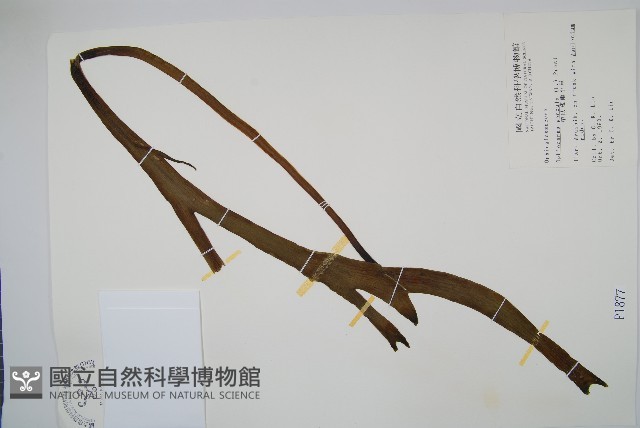 帶狀瓶爾小草藏品圖，第1張