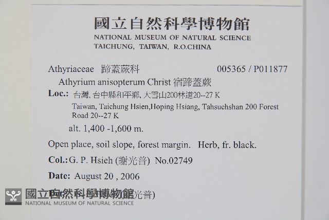 宿蹄蓋蕨藏品圖，第2張