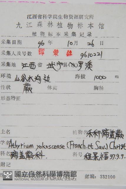 禾稈蹄蓋蕨藏品圖，第2張