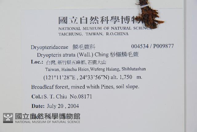 桫欏鱗毛蕨藏品圖，第2張