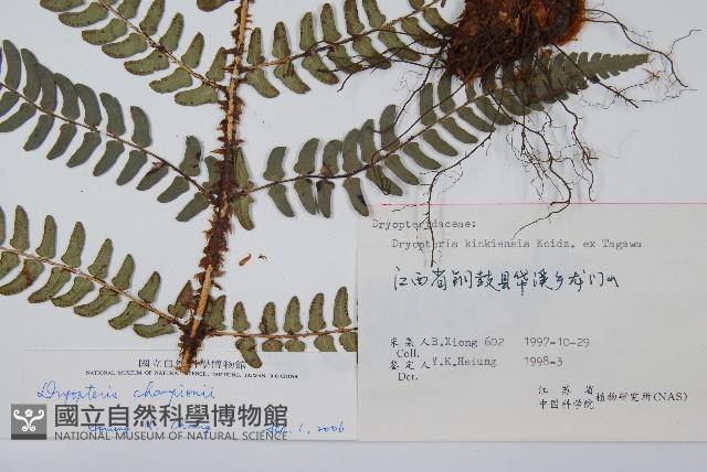 闊鱗鱗毛蕨藏品圖，第2張