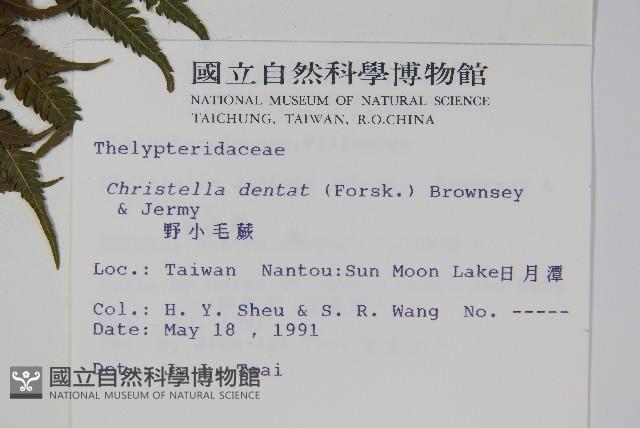 野小毛蕨藏品圖，第2張