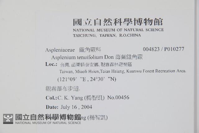 薄葉鐵角蕨藏品圖，第2張